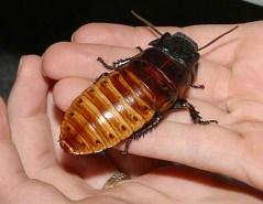 An actual Madagascar hissing cockroach. In case you've been wondering.